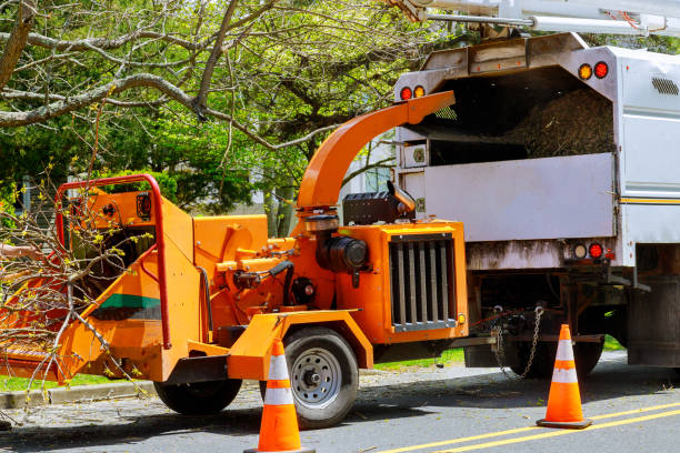 Best Firewood Processing and Delivery  in Zellwood, FL